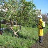 Sve o proljetnoj preradi stabala jabuke